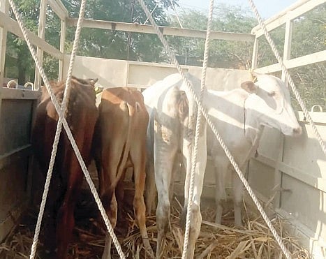 नेवाशात मोकाट जनावरांविरोधात मोहीम