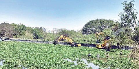 पुणे : जलपर्णी पंधरा दिवसांत हटविणार