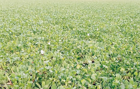 नदीपात्रात जलपर्णीचा अक्षरश: खच ; प्रशासनाचे पितळ उघडे