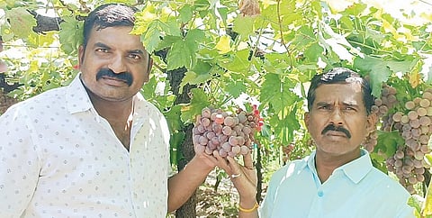 मंचर : कानडे बंधूंची आरोग्यदायी द्राक्षांची लागवड; देशासह परदेशातही मोठी मागणी