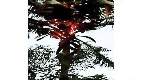 कारवाडी : वीज पडल्याने पेटलेले शेतातील नारळाचे झाड.