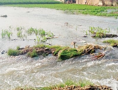 भवानीनगर : निरा डावा कालव्याला पुन्हा भगदाड