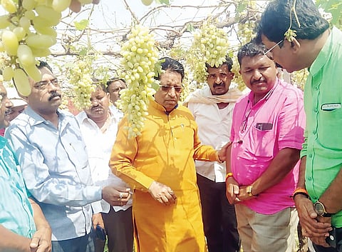 आढळगावला गारपीट; पिकांचे मोठे नुकसान, आ. पाचपुते यांनी केली पाहणी