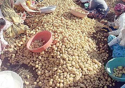 कांद्यानंतर बटाट्यानेही झोपवले; आंबेगावातील शेतकर्यांची निराशा संपेना