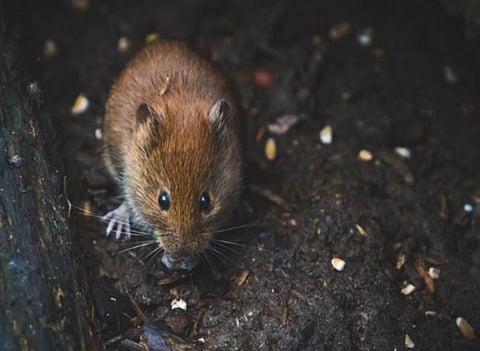 संग्रहित छायाचित्र.