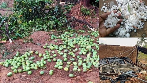 सिंधुदुर्ग : दुकानवाड येथे सोसाट्याच्या वार्यासह अवकाळी पावसाने झोडपले! आंबा, काजू पिकांचे मोठे नुकसान