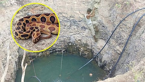 Russell viper : विहीरीत पडलेल्या घोणस सापाला सर्पमित्राचे जिवदान