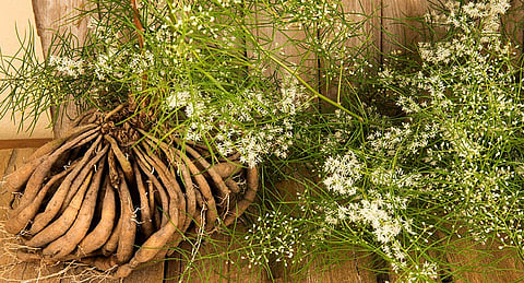 पुणे : केमोथेरपीच्या दुष्परिणामांवर आयुर्वेदाची मात्रा