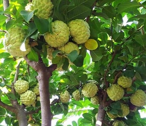 बदलत्या हवामानाचा सीताफळाला फटका