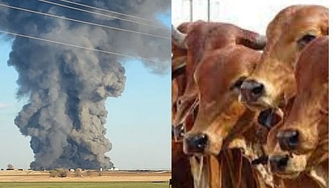 US Fire in Southfork Dairy Farm: ‘टेक्सास’ मध्ये मोठी दुर्घटना; डेअरी फार्ममधील आगीत १८ हजार गाईंचा होरपळून मृत्यू