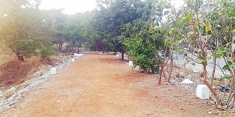 …मग झाडांची संख्या कमी झाली कशी? आकुर्डीतील एकही झाड न तोडल्याचा पालिकेचा दावा