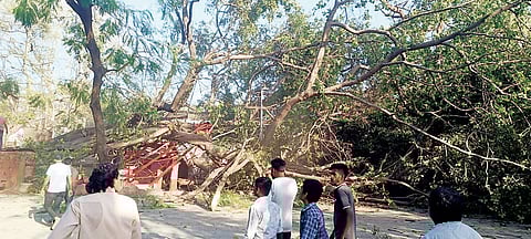 पुण्यातील मंगळवार पेठेतील दोनशे वर्षांपूर्वीचे वडाचे झाड कोसळले