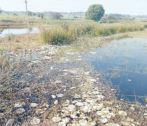 उजनी धरणातील जलीय परिसंस्था धोक्यात; प्रदूषणामुळे पक्ष्यांच्या प्रजातीवर परिणाम