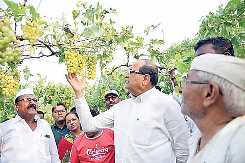 राहाता : अतिवृष्टी नुकसानीची मंत्री विखेंकडून पाहणी
