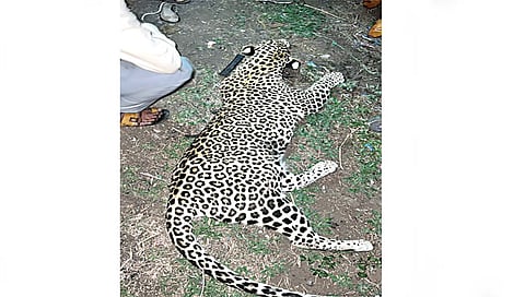 नाशिक : वाहनाच्या धडकेत मृत झालेला बिबट्या.