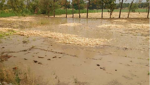 बीड: केज तालुक्यात अवकाळी पावसाचा तडाखा; वीज पडून बैल, गाय दगावली