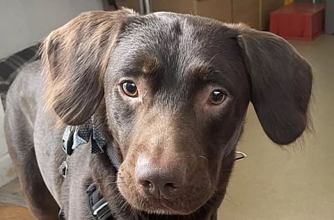 दारुच्या व्यसनातून मुक्त झालेला कोको जगातील पहिला कुत्रा ठरला आहे.