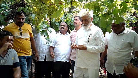 नाशिक: नुकसानग्रस्त द्राक्ष उत्पादकांना तत्काळ मदत देणार – दादा भुसे