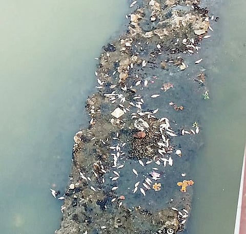 धक्कादायक ! नदीचं दूषित पाणी बनलं माशांचा काळ ; हजारो माशांचा मृत्यू