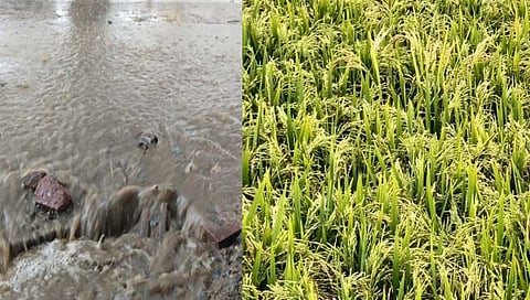 चंद्रपूर जिल्ह्यातील धानपिके अवकाळीच्या विळख्यात : शेतकरी चिंताग्रस्त