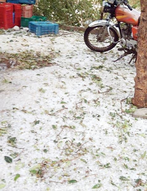 संगमनेरच्या पश्चिमेमध्ये गारपीट ; गारांसह पावसाने टोमॅटो, कांदा पिकांना झोडपले