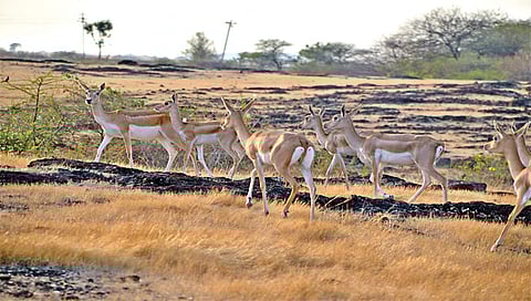 नाशिक : हरणांचा मुक्तविहार.... (छाया: हेमंत घोरपडे)