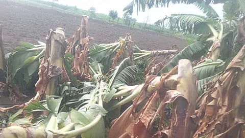 हिंगोली: वादळी वार्याने केळीच्या बागा भुईसपाट: लाखो रूपयांचे नुकसान