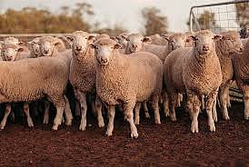 पुणे: उन्हाच्या तीव्रतेने मेंढपाळ धास्तावले, चारा आणि पाण्यासाठी हाल