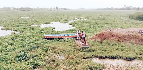 सांडपाणी, जलपर्णीमुळे भीमेची झालीय गटारगंगा