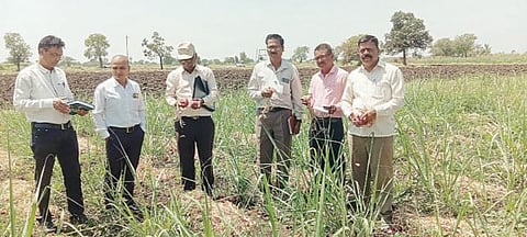 धक्कादायक ! कांदा माशीमुळे मजुरांच्या डोळ्यांमधून अळ्या !