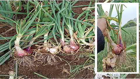 नगरसूल : खराब कांदा बियाणांमुळे कांदा पिकाचे झालेले नुकसान.