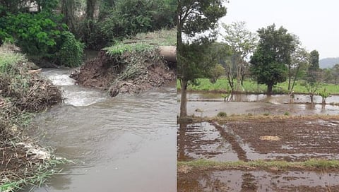 कोल्हापूर : मिणचे खुर्द येथे कालवा फुटून शेतीचे नुकसान (व्हिडिओ)