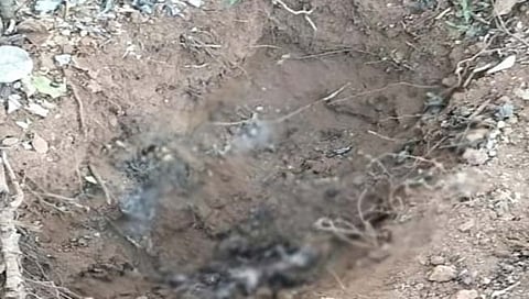 बिबट्याचा मृत्यू