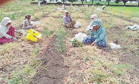पुणे : ओतूर परिसरात उन्हाचा जोरदार चटका