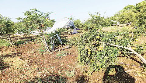 मालेगाव : शनिवारी सायंकाळी झालेल्या वादळी पावसात वडेल येथील कृषी विज्ञान केंद्राच्या आवारामधील डाळिंब बागेचे झालेले नुकसान.