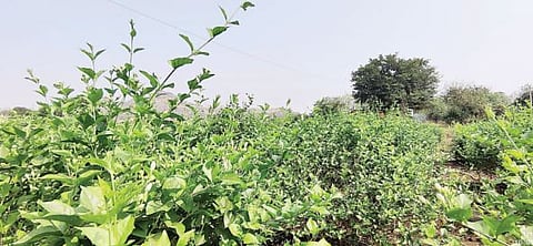 मोगर्याचे पीक संकटात ; हवामान बदलाचा फटका