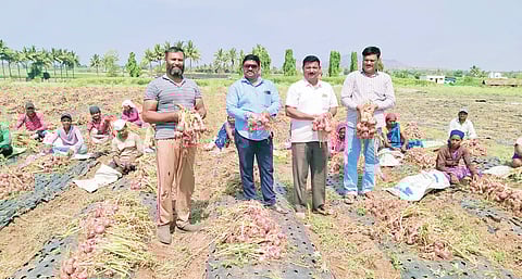 शेतकर्याने मल्चिंग पेपरवर घेतले कांद्याचे विक्रमी उत्पादन; होतेय सर्वत्र कौतुक