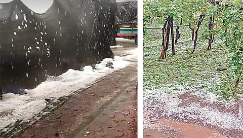 दिंडोरी : शनिवारी मोहाडी येथे झालेल्या गारपिटीमुळे द्राक्षबागेत असा गारांचा खच साचला होता. या गारांमुळे वेलीवरील द्राक्षांचे घडही गळून पडले. (छाया : समाधान पाटील)