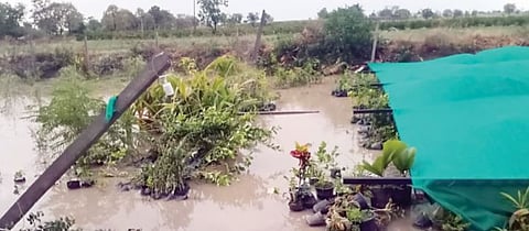 सोसाट्याच्या वार्यासह जोरदार पाऊस ! नेवाशातील शेतकरी हतबल !