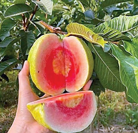 लालजर्द गरदार रेड डायमंड पेरू खातोय भाव !