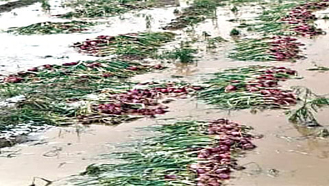 सिन्नर : येथे कांदापीक काढून ठेवल्यानंतर अचानक आलेल्या पावसाने ते उचलण्याइतकाही वेळ मिळाला नाही. डोळ्यादेखत सर्व कांदा पावसात भिजला.