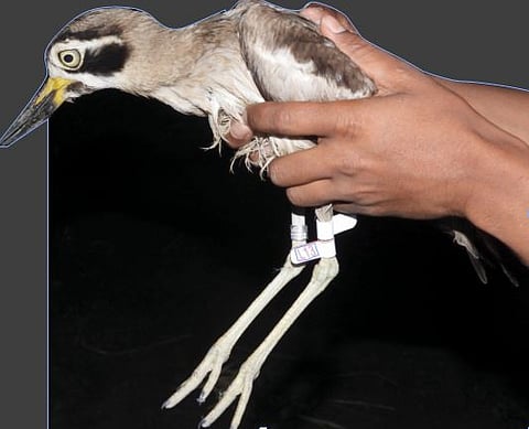 उजनीतील स्थलांतरीत पक्ष्यांना ‘टॅगिंग’ ; प्रवासमार्ग शोधण्याचा बॉम्बे नॅचरल हिस्ट्रीचा उपक्रम