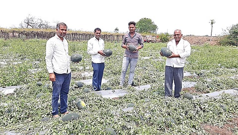 लासलगाव : टाकळी विंचूर येथील टरबुजाच्या शेतीचे झालेले नुकसान दाखविताना उत्पादक.(छाया : राकेश बोरा)