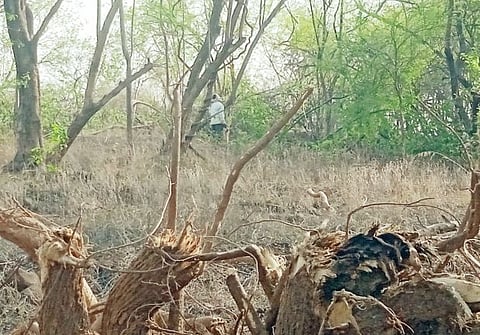 ग्लिरिसीडियावरील ‘कुर्हाड’देशी वृक्षांच्या मुळावर