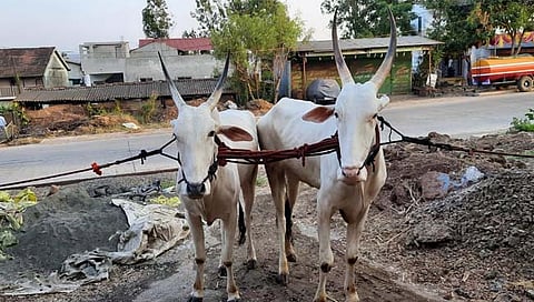 कोल्हापूर: वाळवे खुर्द ग्रामस्थांचे दातृत्व, लोकवर्गणीतून दिली शेतकऱ्याला बैलजोडी