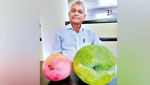 अबब… शहाळ्याच्या आकाराचा तब्बल पावणेतीन किलोचा एक आंबा