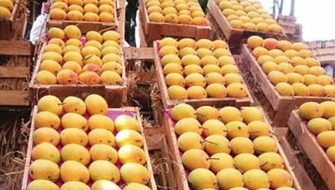 देशातील आंबा उत्पादन यंदा ५० लाख टनांनी कमी होणार