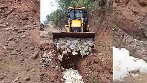 कोल्हापूर : आकनूर येथे उष्माघाताने १ हजार कोंबड्या दगावल्या