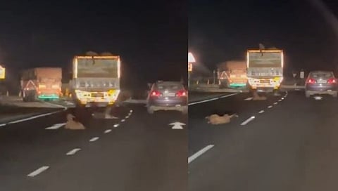 Nashik : चालत्या ट्रकमधून बकऱ्या फेकतानाचा व्हिडीओ व्हायरल