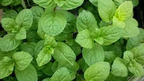 औषधी वनस्पतींना आता येणार अच्छे दिन; महाराष्ट्रासह चार राज्ये व दोन केंद्र शासित प्रदेशात होणार लागवड